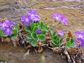 21 Fioritura su roccia